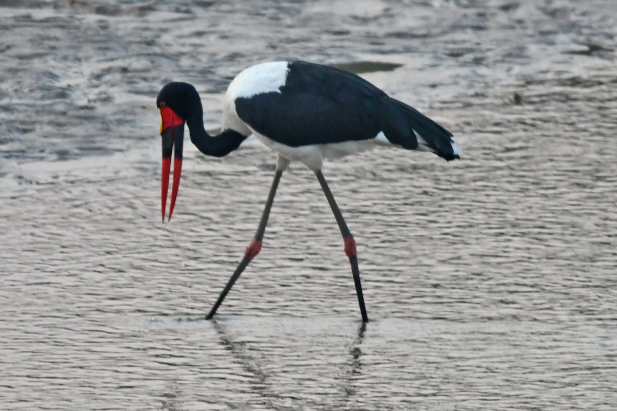 Saddle-billed Stork - ML622591253