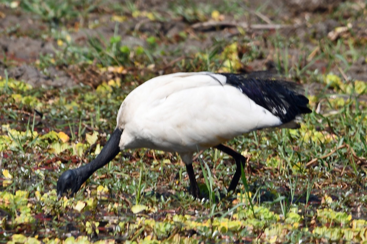 African Sacred Ibis - ML622591264