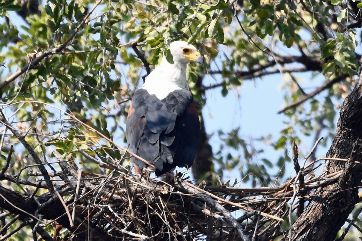 African Fish-Eagle - ML622591267