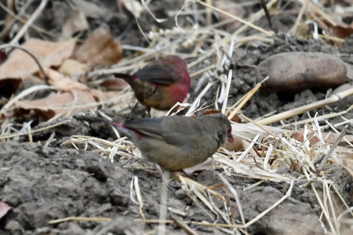 Red-billed Firefinch - ML622591281