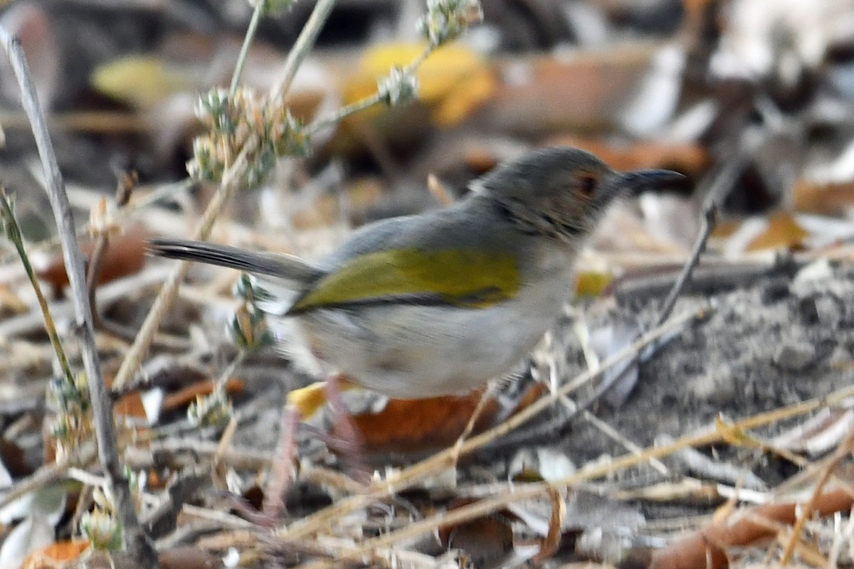 Green-backed Camaroptera (Gray-backed) - ML622591286