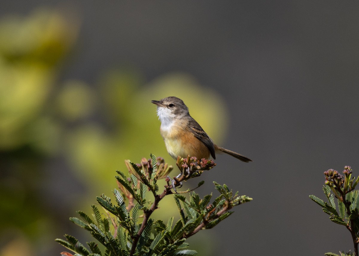 Rufous-sided Scrub-Tyrant - ML622591313