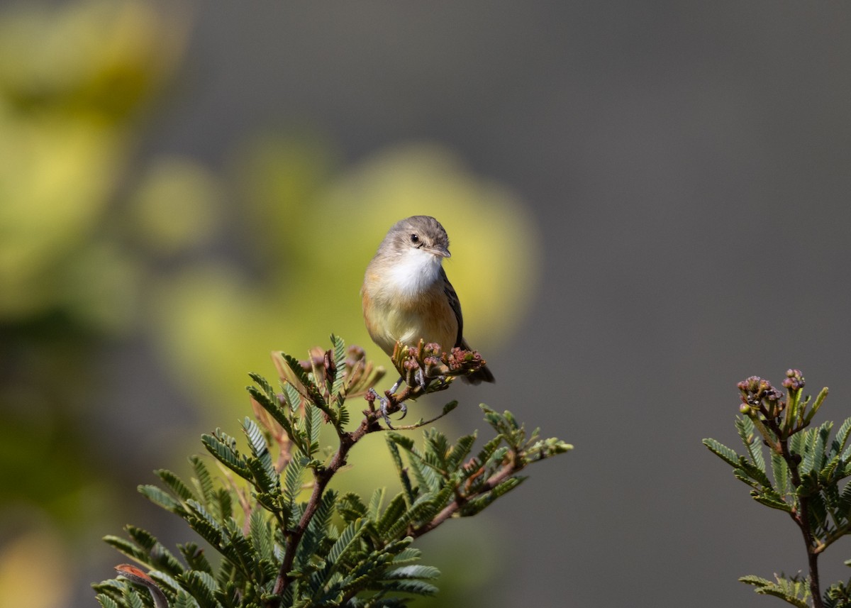 Rufous-sided Scrub-Tyrant - ML622591314