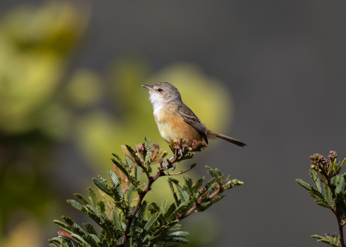 Rufous-sided Scrub-Tyrant - ML622591315