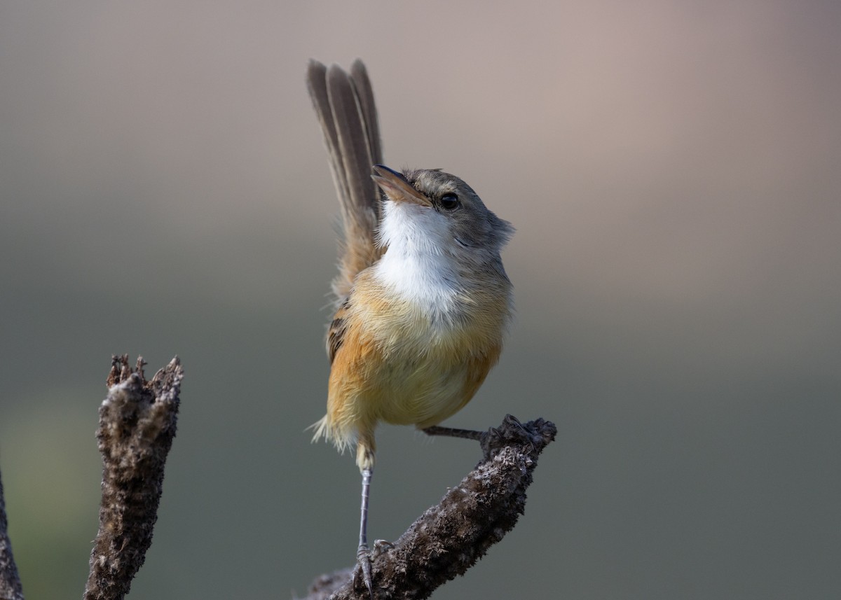 Rufous-sided Scrub-Tyrant - ML622591316