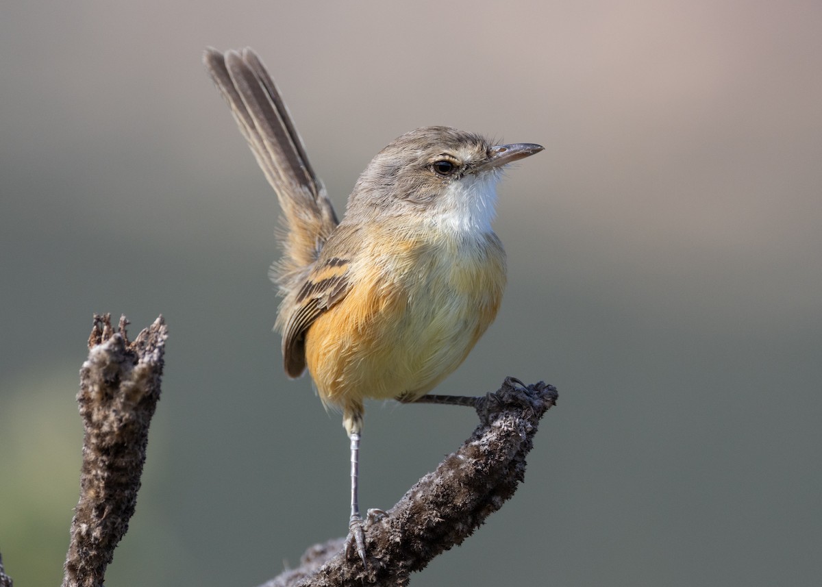 Rufous-sided Scrub-Tyrant - ML622591318