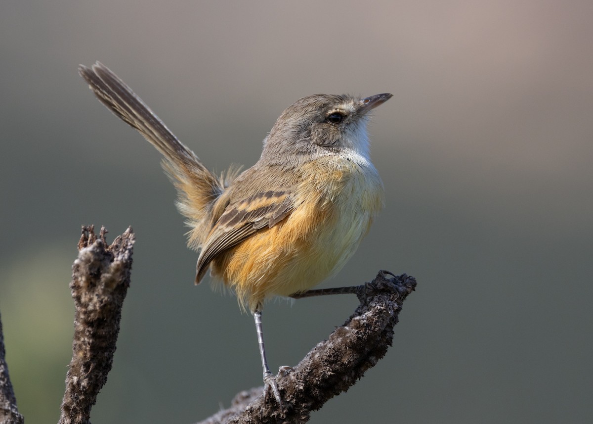 Rufous-sided Scrub-Tyrant - ML622591320