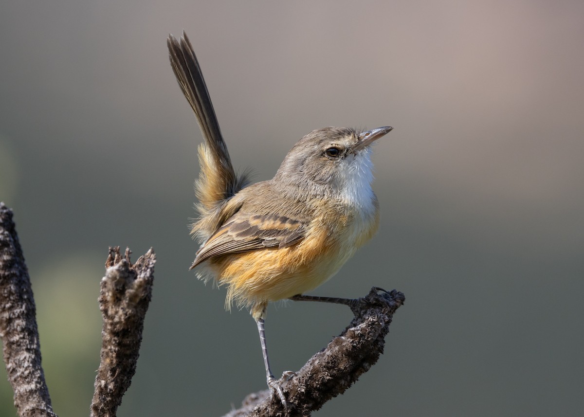 Rufous-sided Scrub-Tyrant - ML622591321