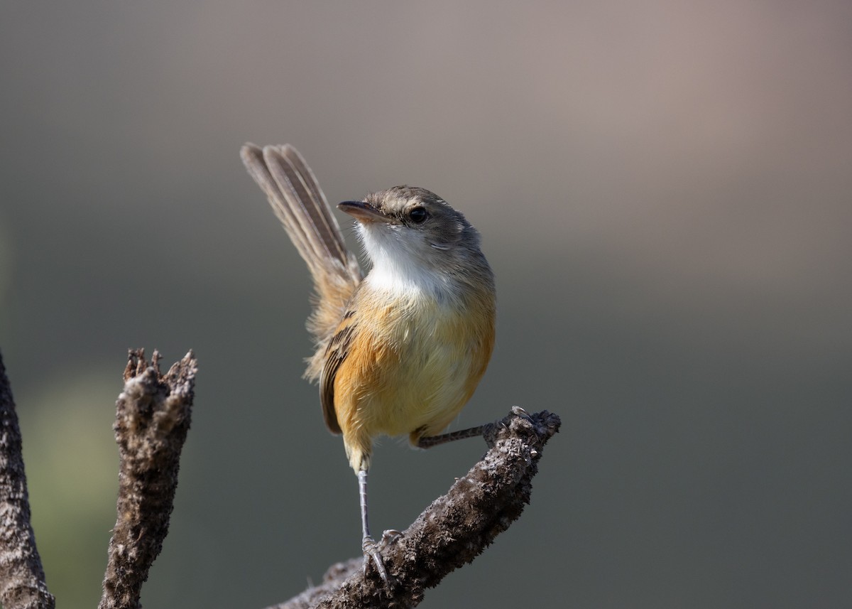 Rufous-sided Scrub-Tyrant - ML622591322