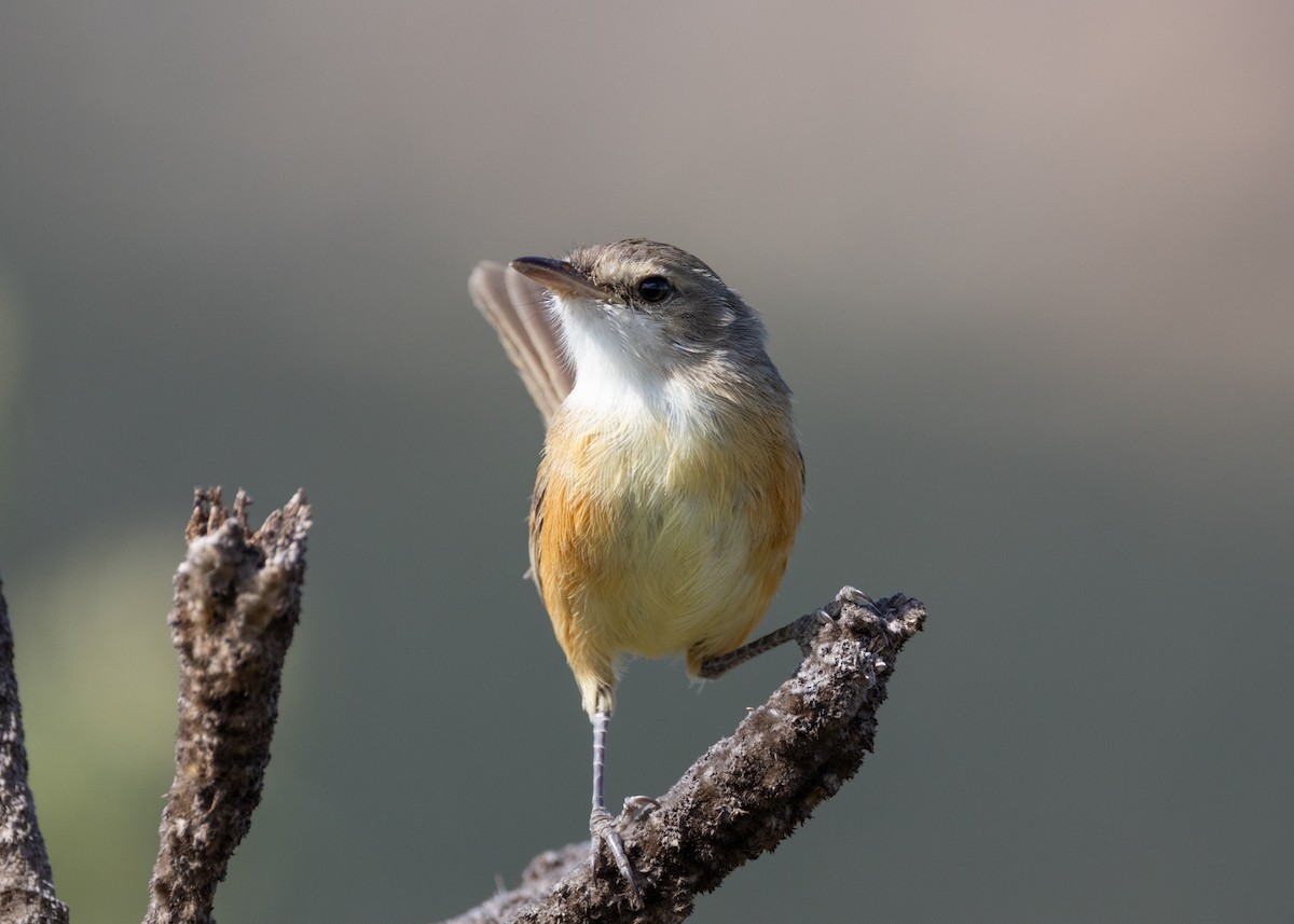 Rufous-sided Scrub-Tyrant - Silvia Faustino Linhares