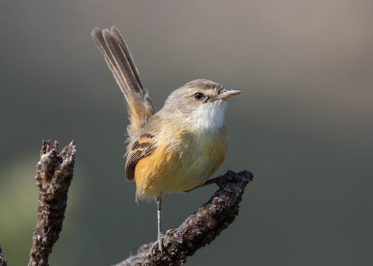 Rufous-sided Scrub-Tyrant - ML622591326