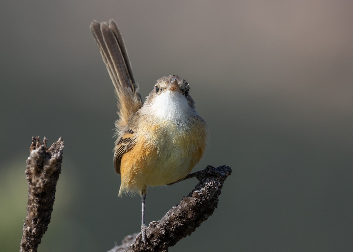 Rufous-sided Scrub-Tyrant - ML622591327