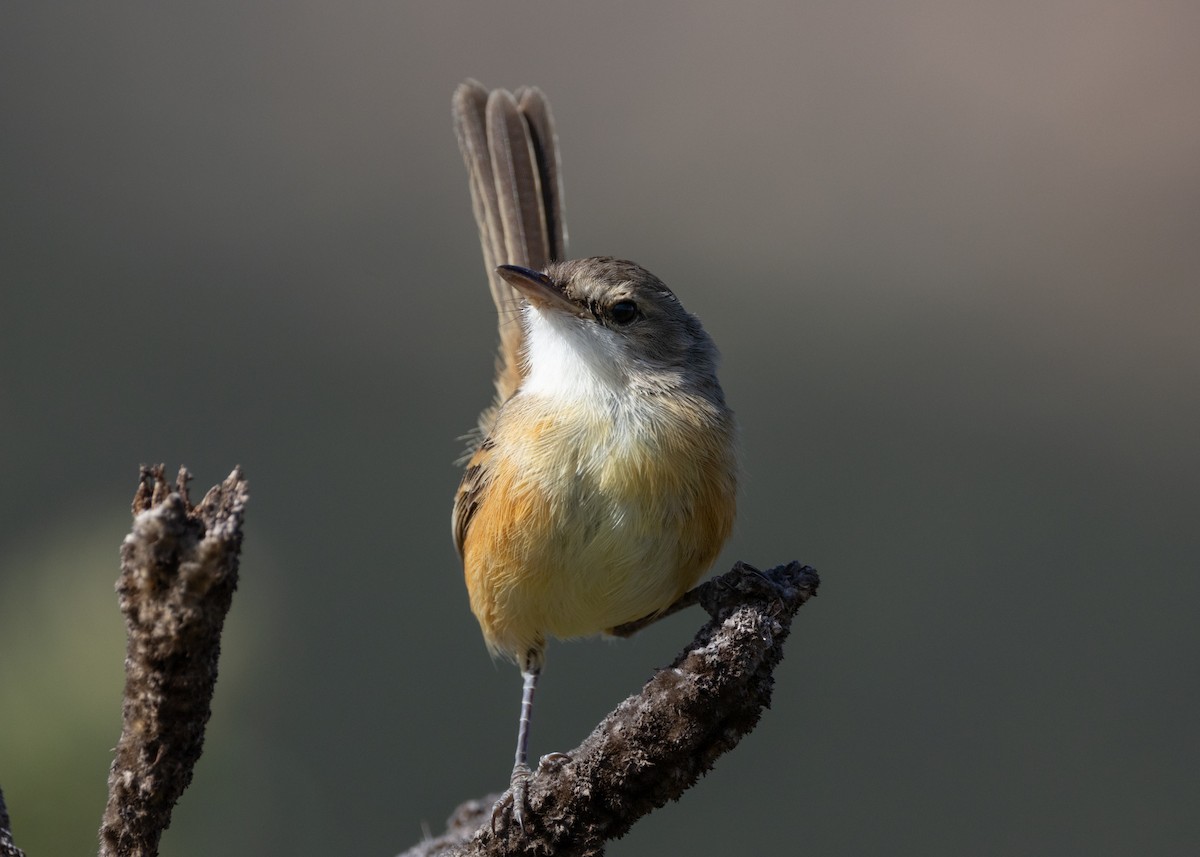 Rufous-sided Scrub-Tyrant - ML622591328