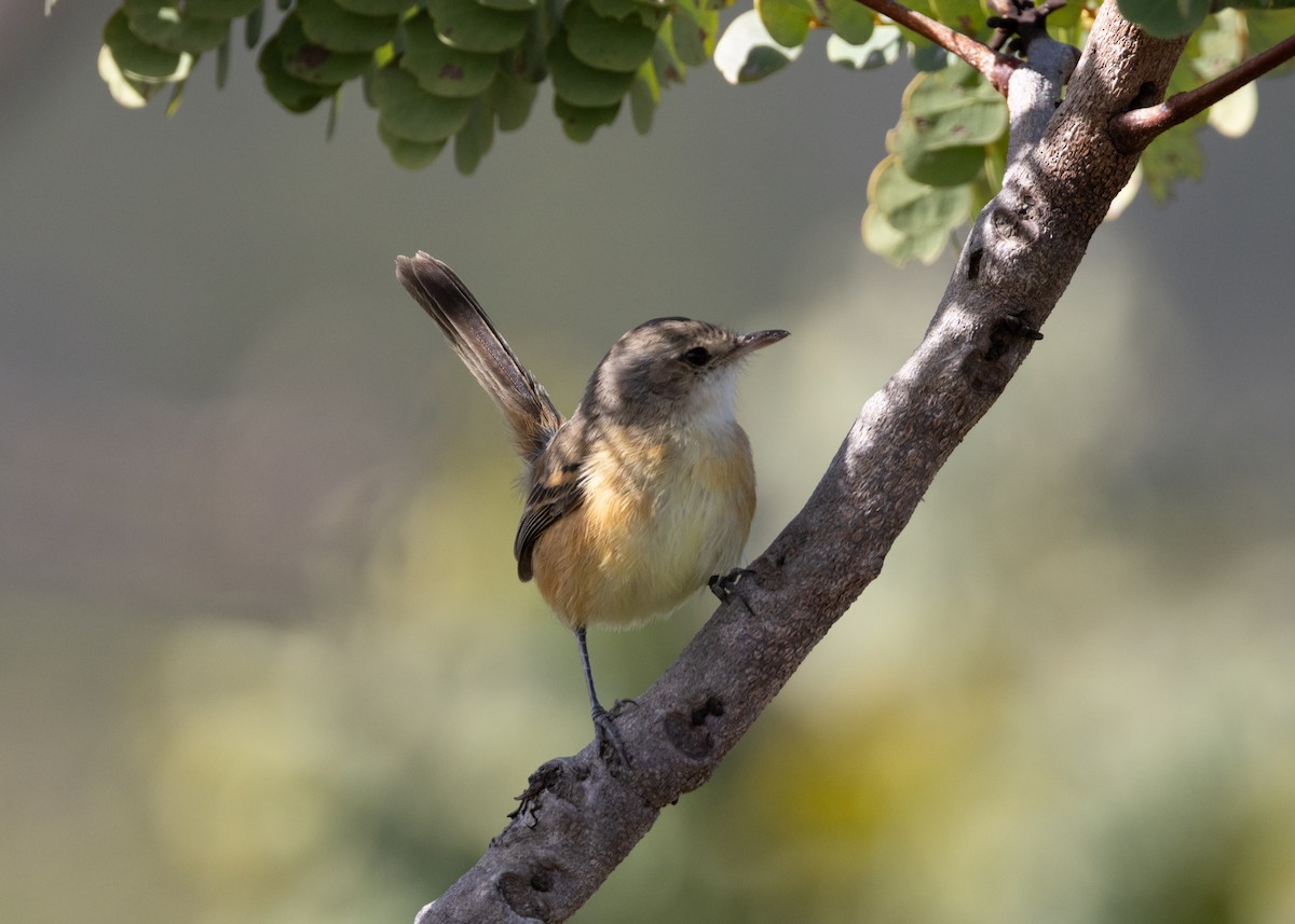 Rufous-sided Scrub-Tyrant - ML622591329