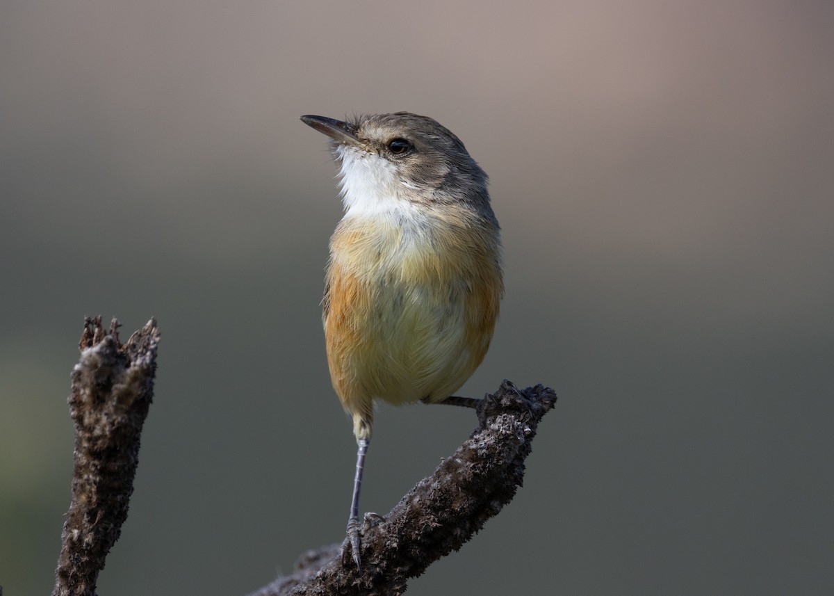 Rufous-sided Scrub-Tyrant - ML622591330