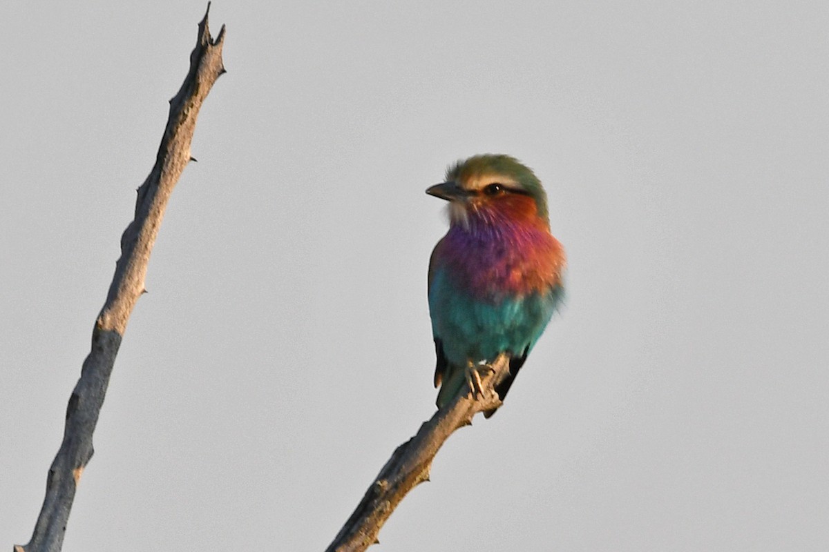 Lilac-breasted Roller - ML622591348