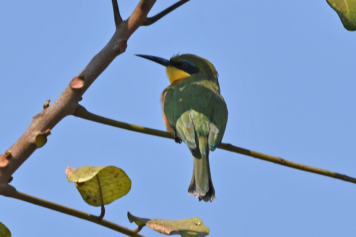 Little Bee-eater - ML622591359