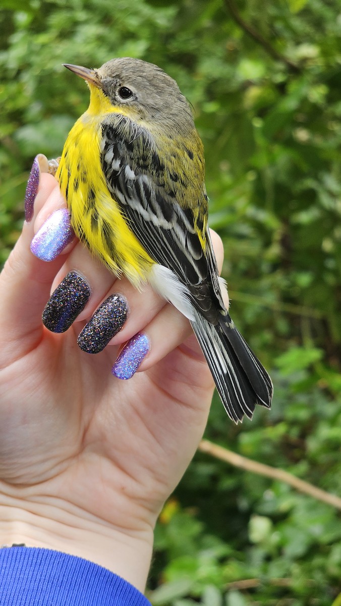 Magnolia Warbler - ML622591401