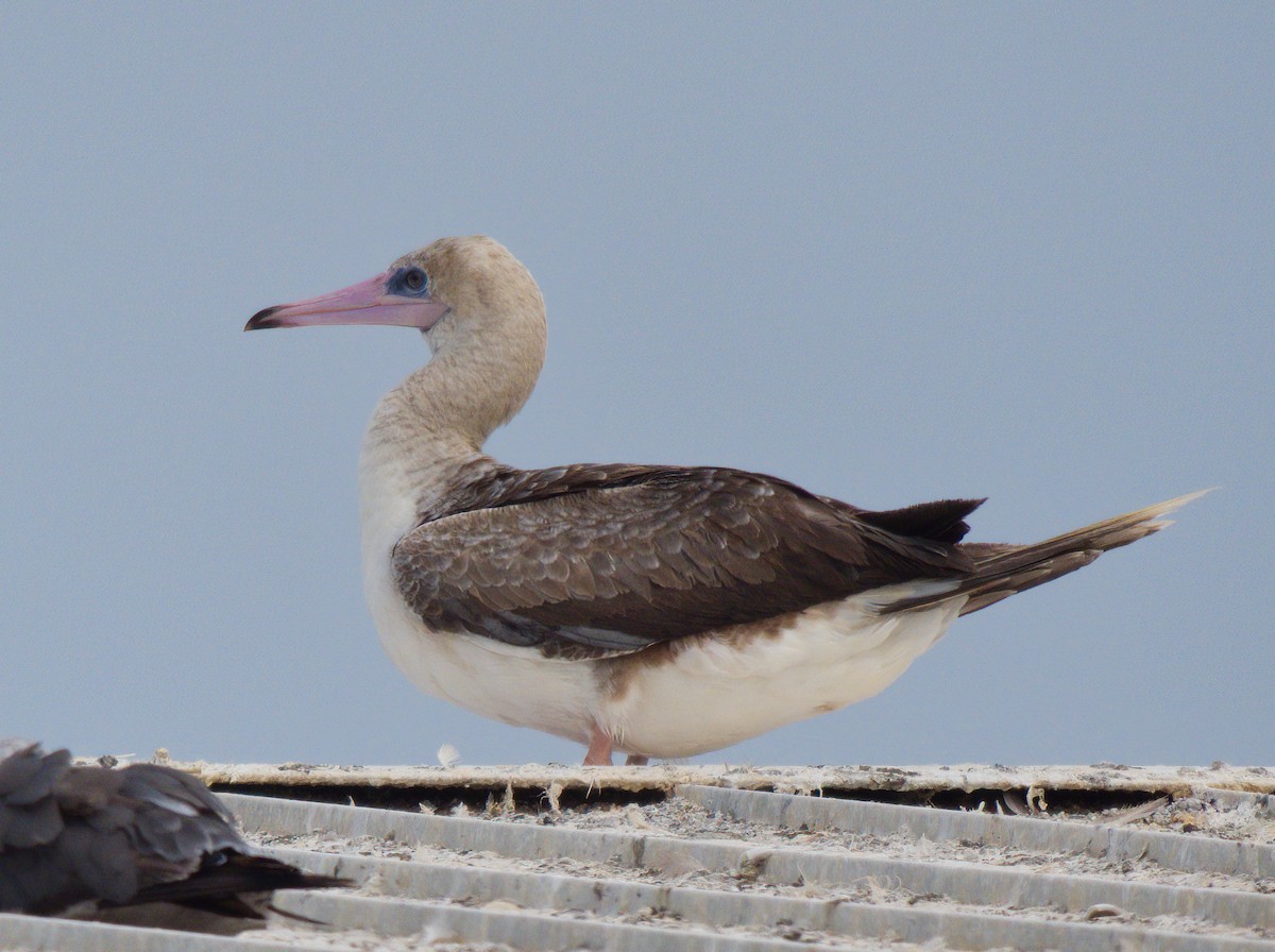 Red-footed Booby - teambergie Bergstrom