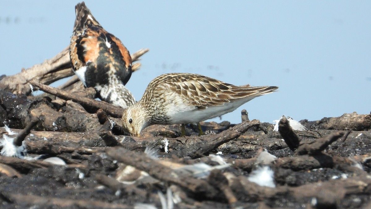 Pectoral Sandpiper - ML622591435