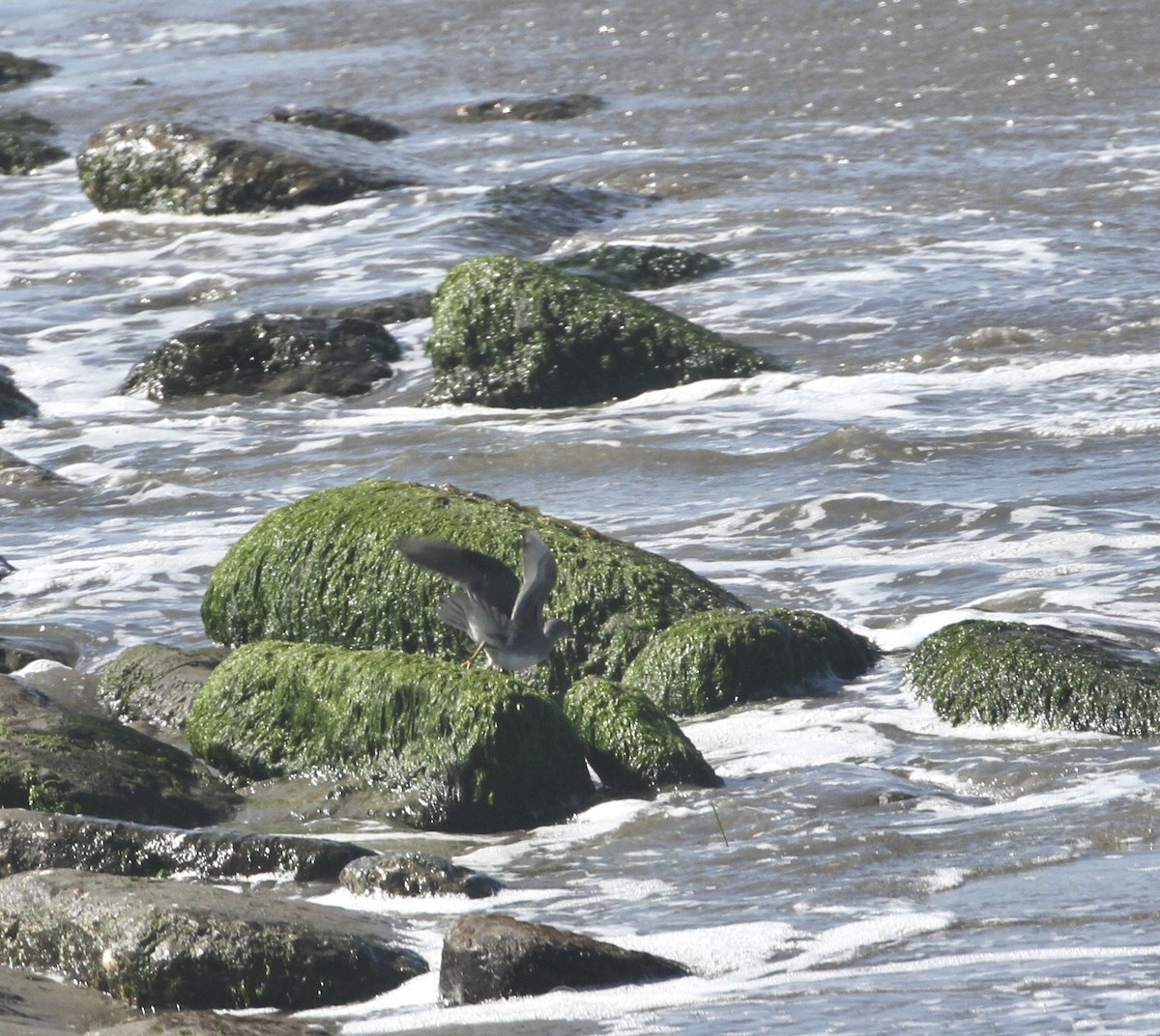 Wandering Tattler - Paul Saraceni