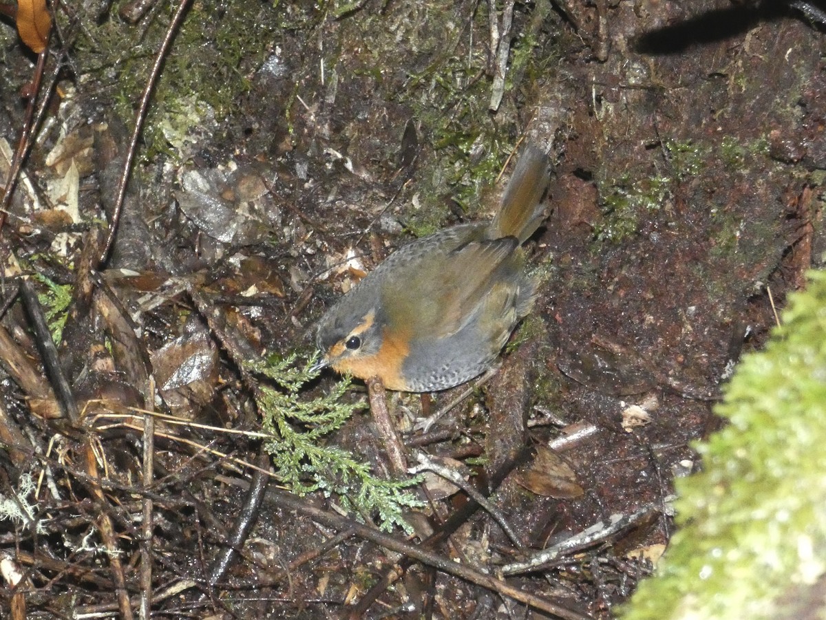 Chucao Tapaculo - Paulina Torres Pérez