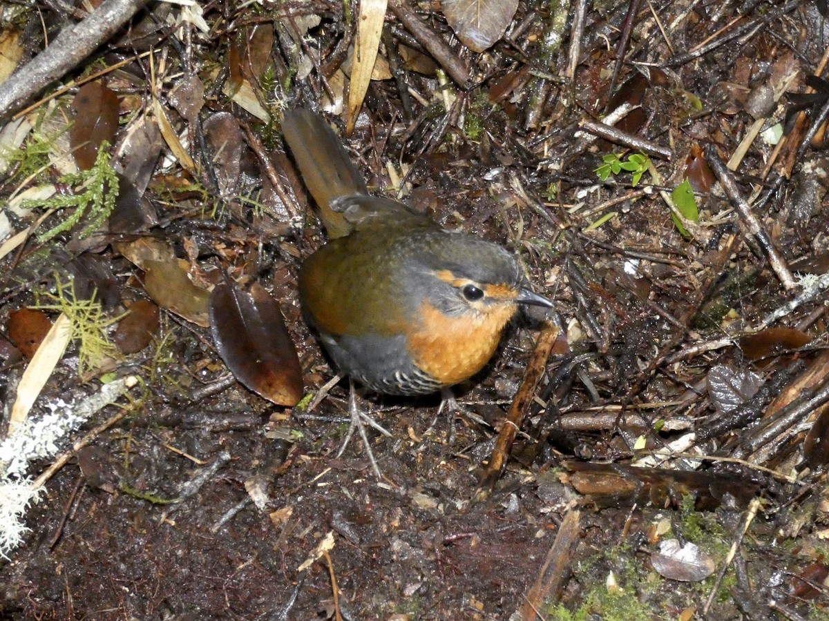 Chucao Tapaculo - ML622591497