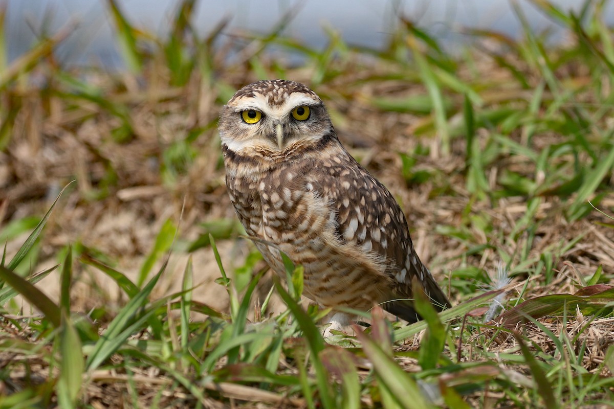 Burrowing Owl (grallaria) - ML622591533