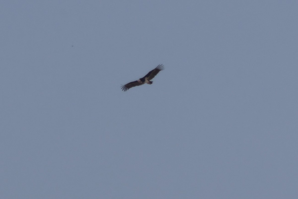 White-headed Vulture - ML622591586