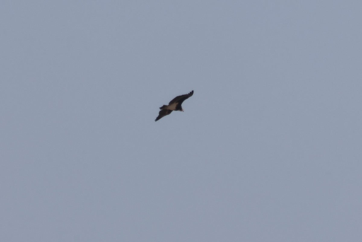 White-headed Vulture - ML622591587