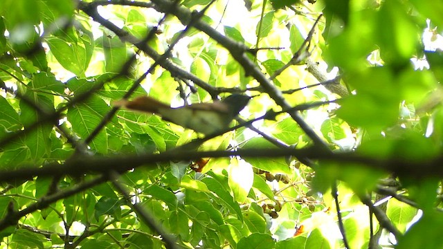 Black Paradise-Flycatcher - ML622591725