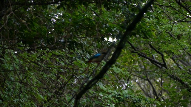Fairy Pitta - ML622591789