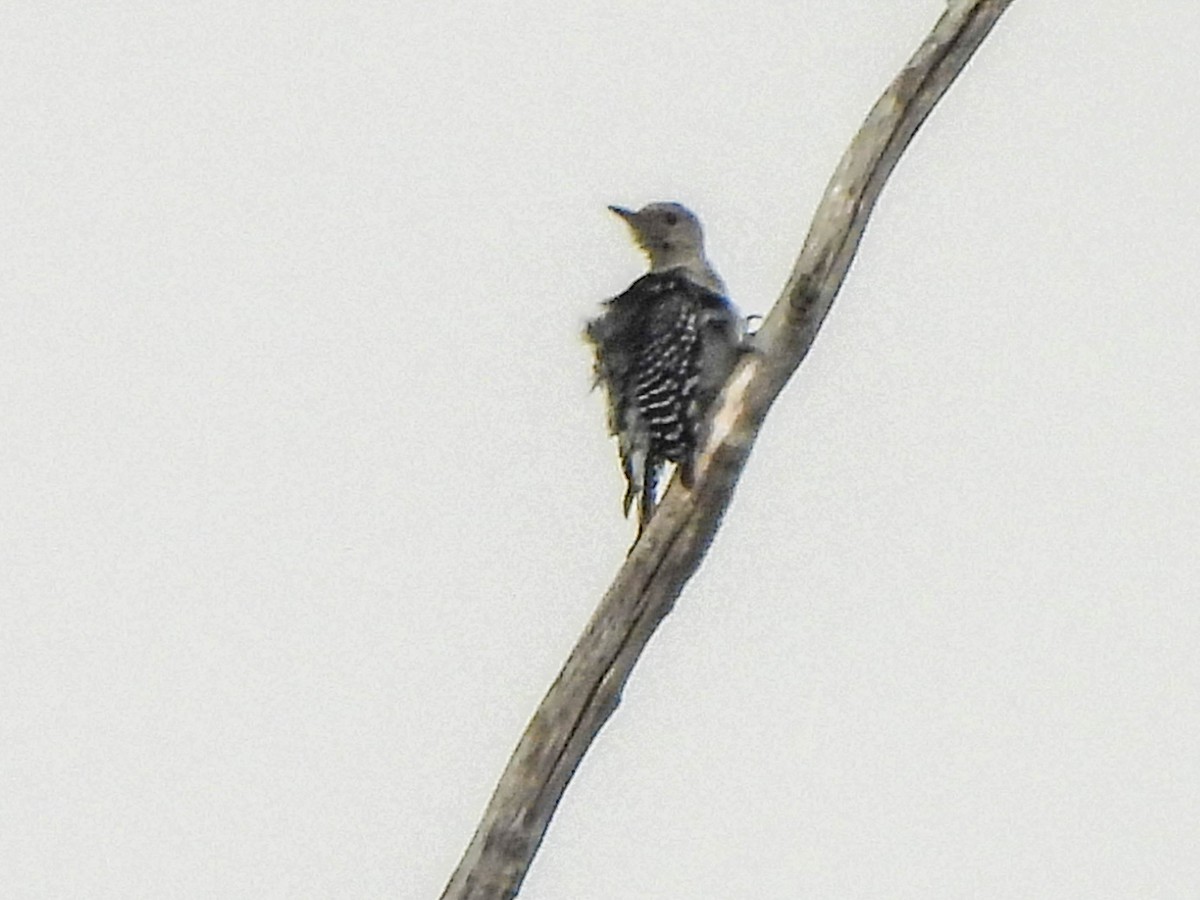 Red-bellied Woodpecker - ML622591845