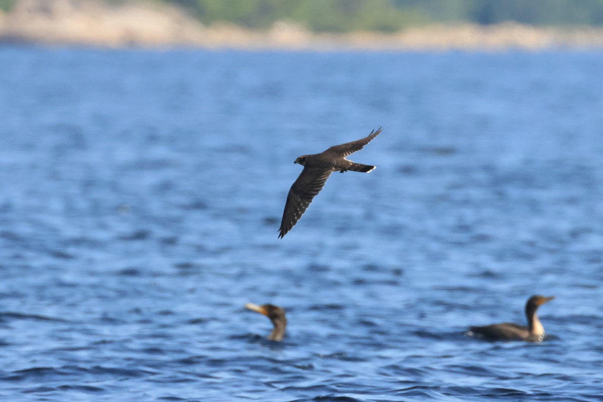 Merlin - ML622591976