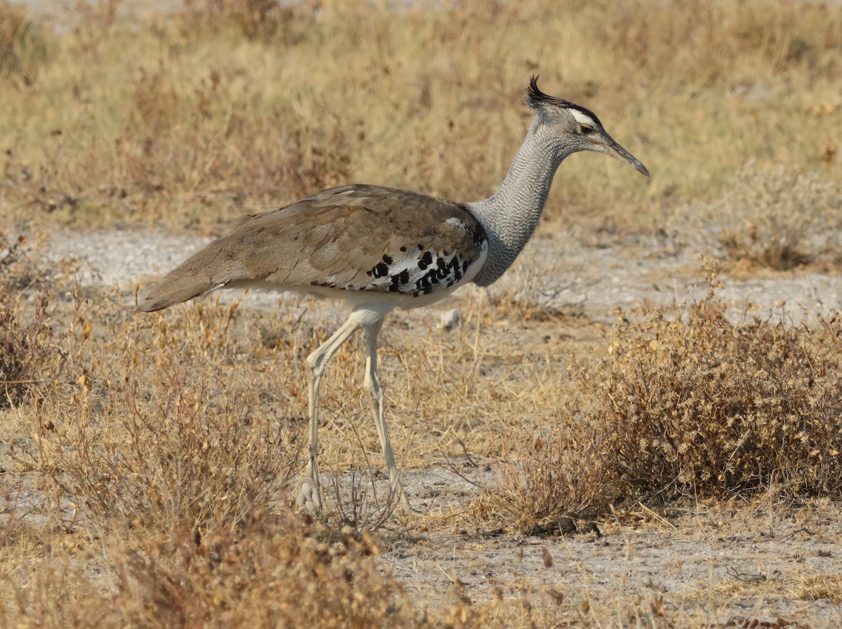 Kori Bustard - ML622591981