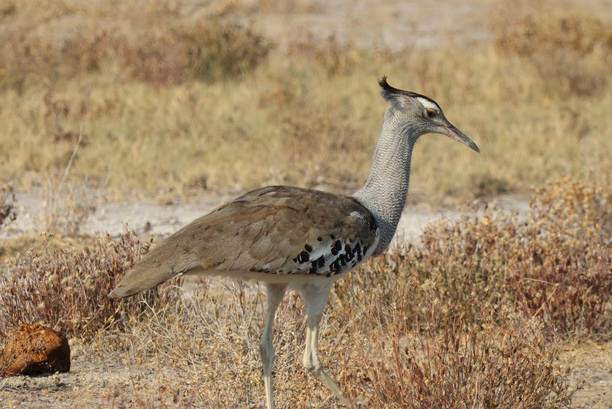 Kori Bustard - ML622591982