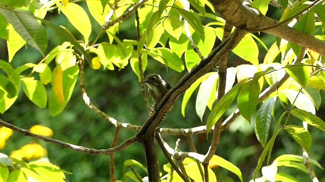 Japanese Pygmy Woodpecker - ML622592086