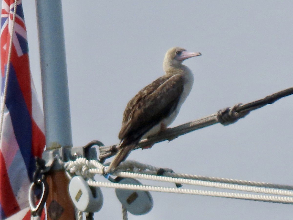 Red-footed Booby - ML622592158