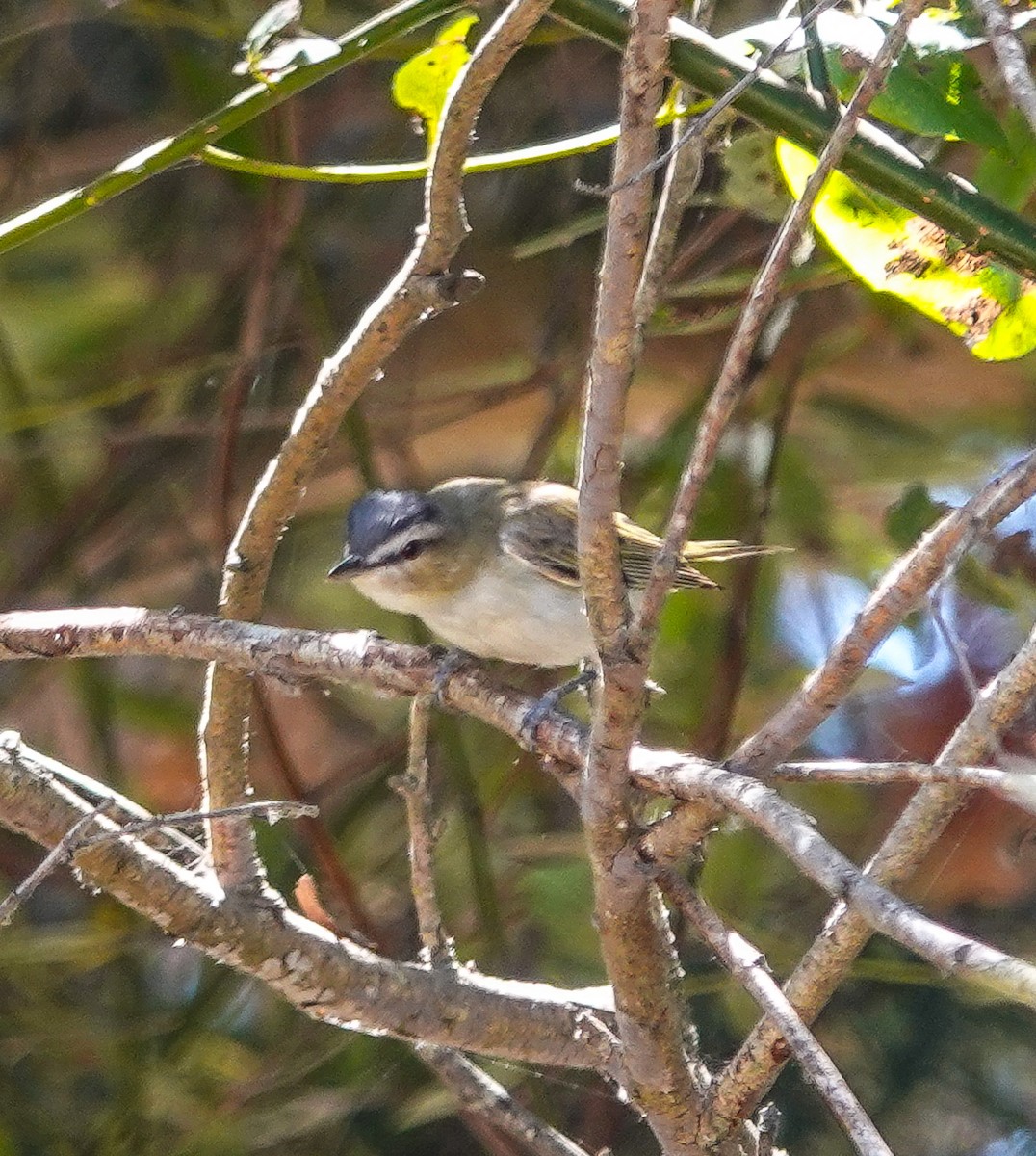 Red-eyed Vireo - Scott Terrill