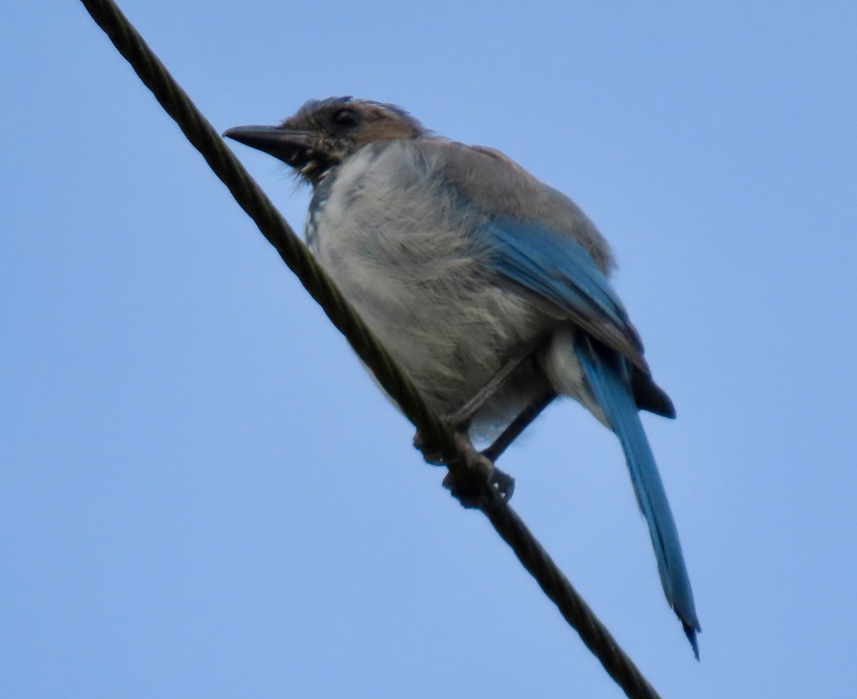 California Scrub-Jay - ML622592219