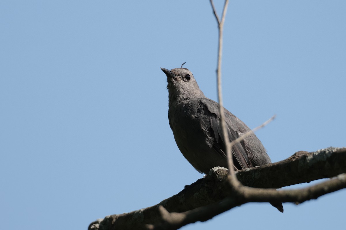 Gray Catbird - Tom Kolean