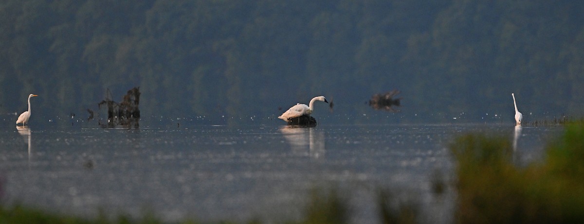 Trumpeter Swan - ML622592329