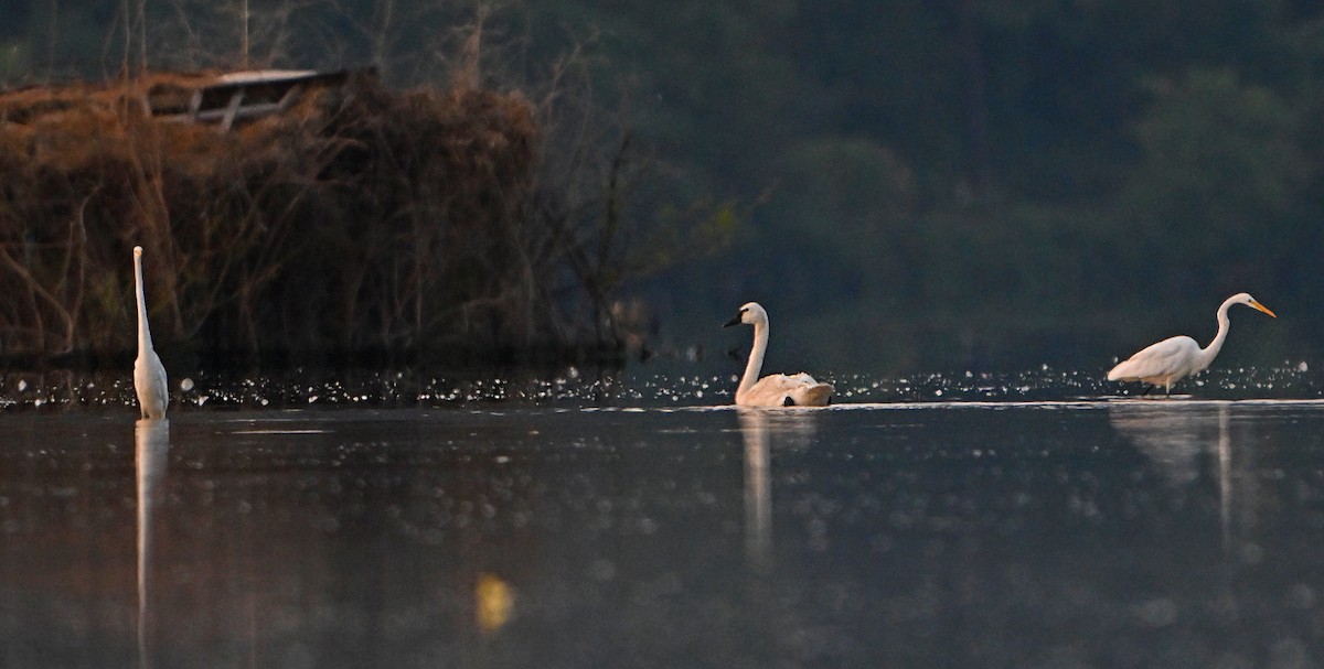 Trumpeter Swan - ML622592330