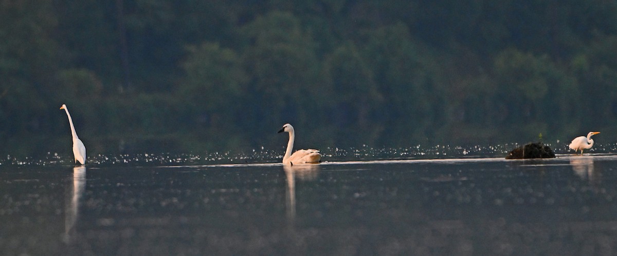 Trumpeter Swan - ML622592331