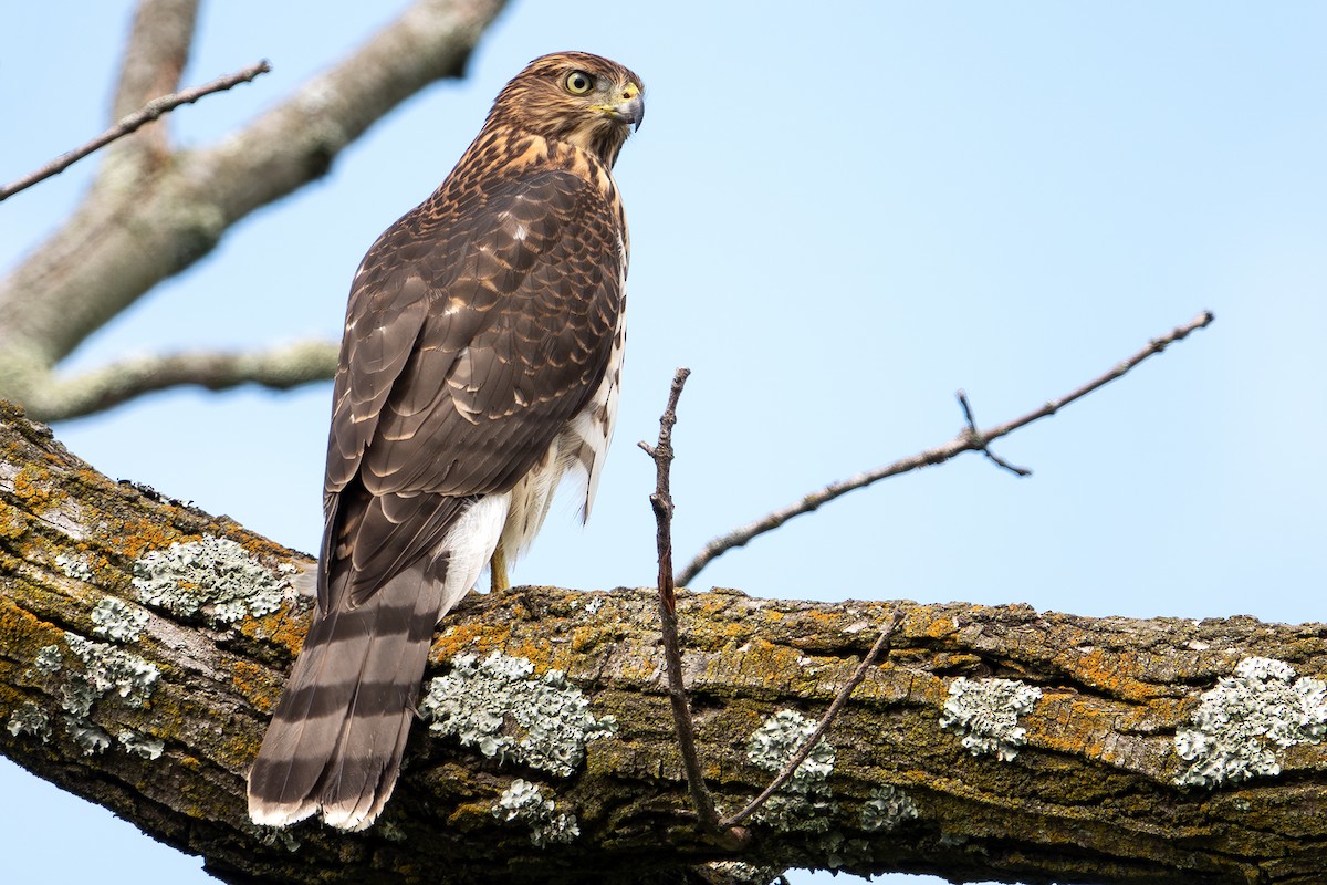 Cooper's Hawk - ML622592388