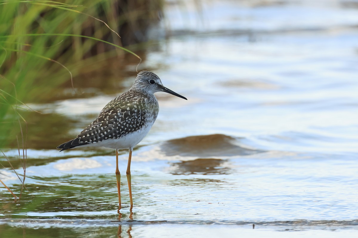 Lesser Yellowlegs - ML622592426