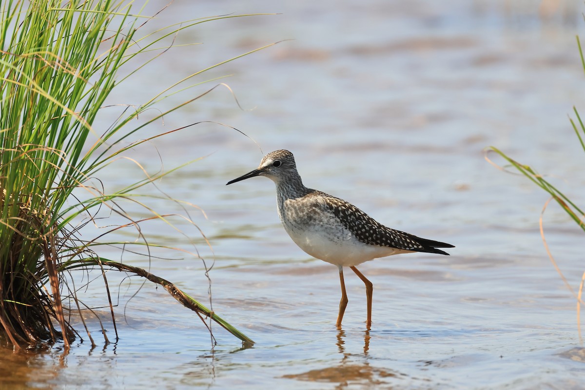 Lesser Yellowlegs - ML622592430