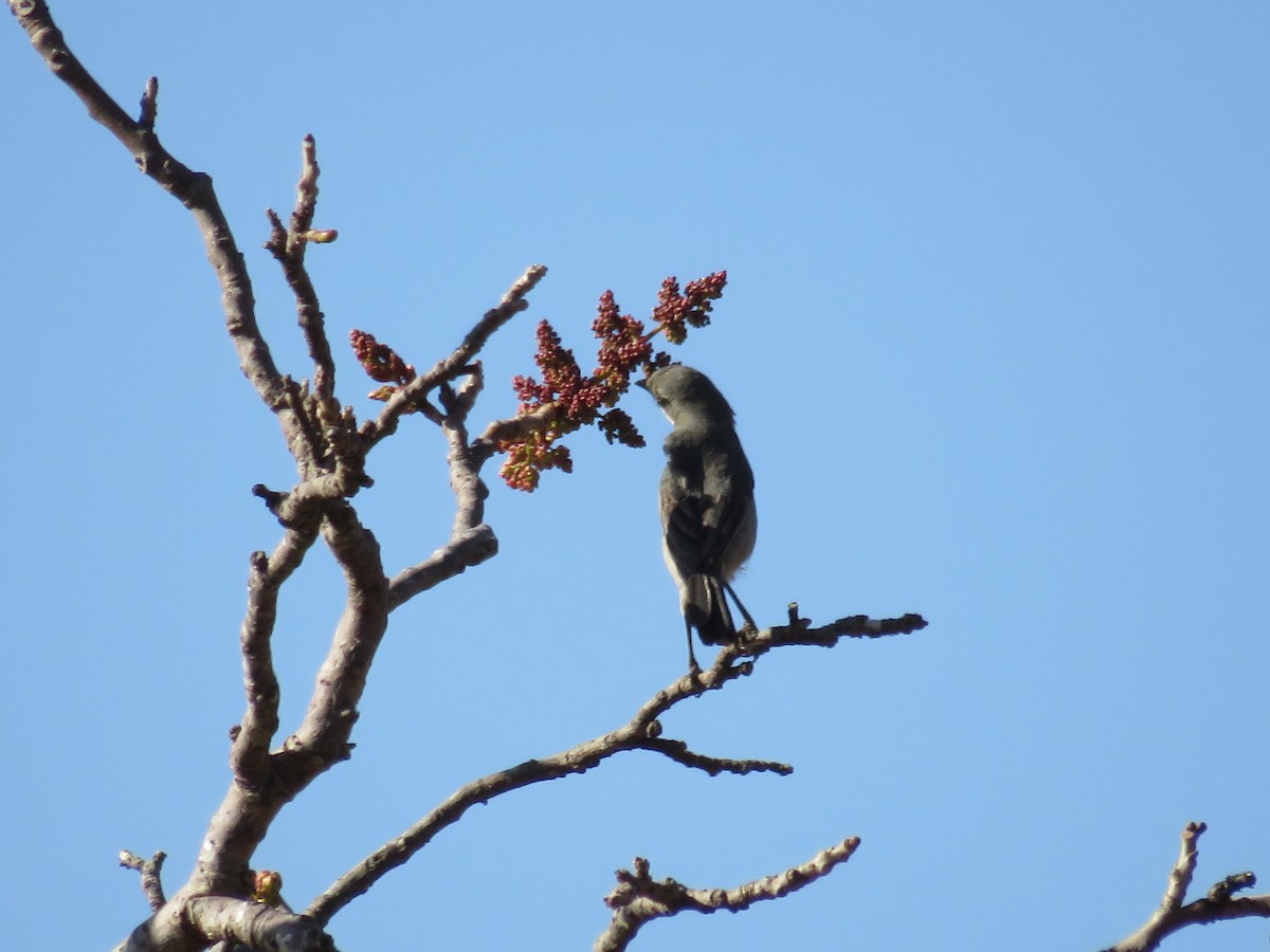 White-banded Tanager - ML622592445