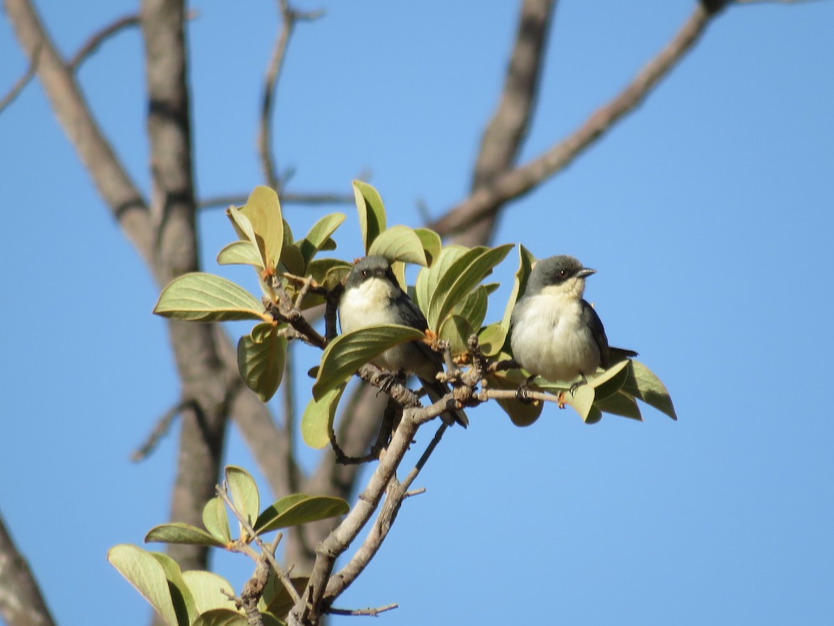 White-banded Tanager - ML622592446