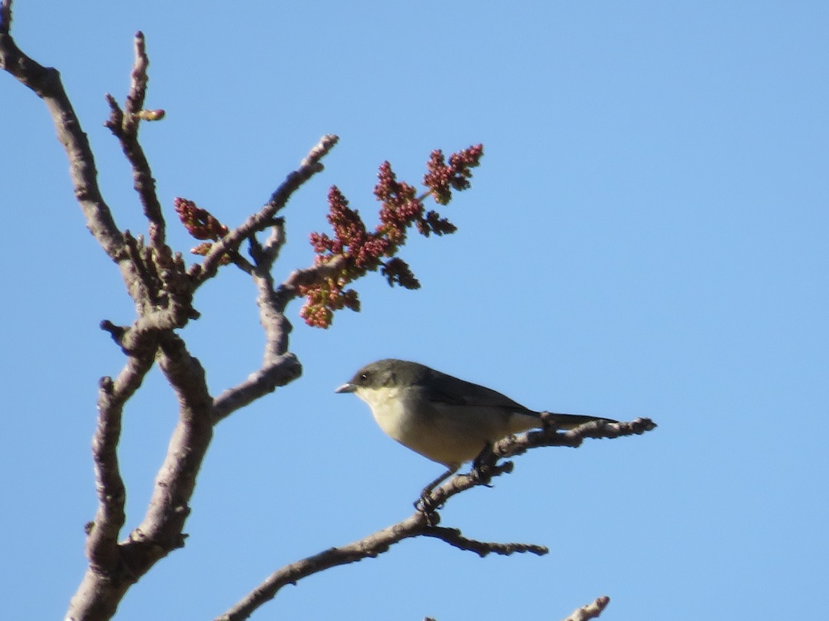 White-banded Tanager - ML622592463